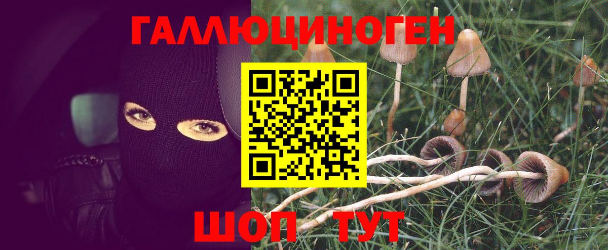 Галлюциногенные грибы прущие грибы  Вход с VPN  Рыбинск  Галлюциногенные грибы Psilocybine cubensis 